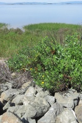 Grindelia stricta angustifolia