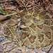 Mojave Rattlesnake - Photo (c) Yinan Li, some rights reserved (CC BY-NC), uploaded by Yinan Li
