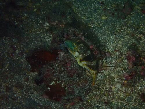 Pacific Crown Toby — seen at this dive site