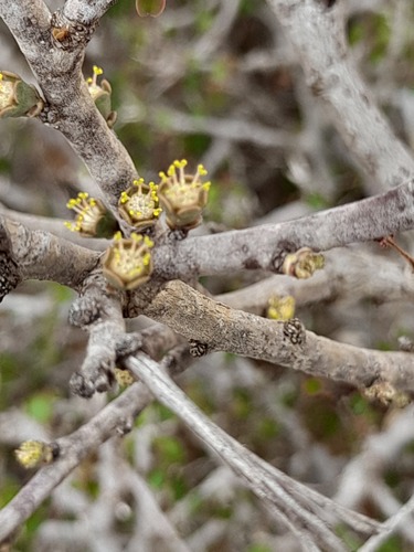 Euphorbia subpeltatophylla