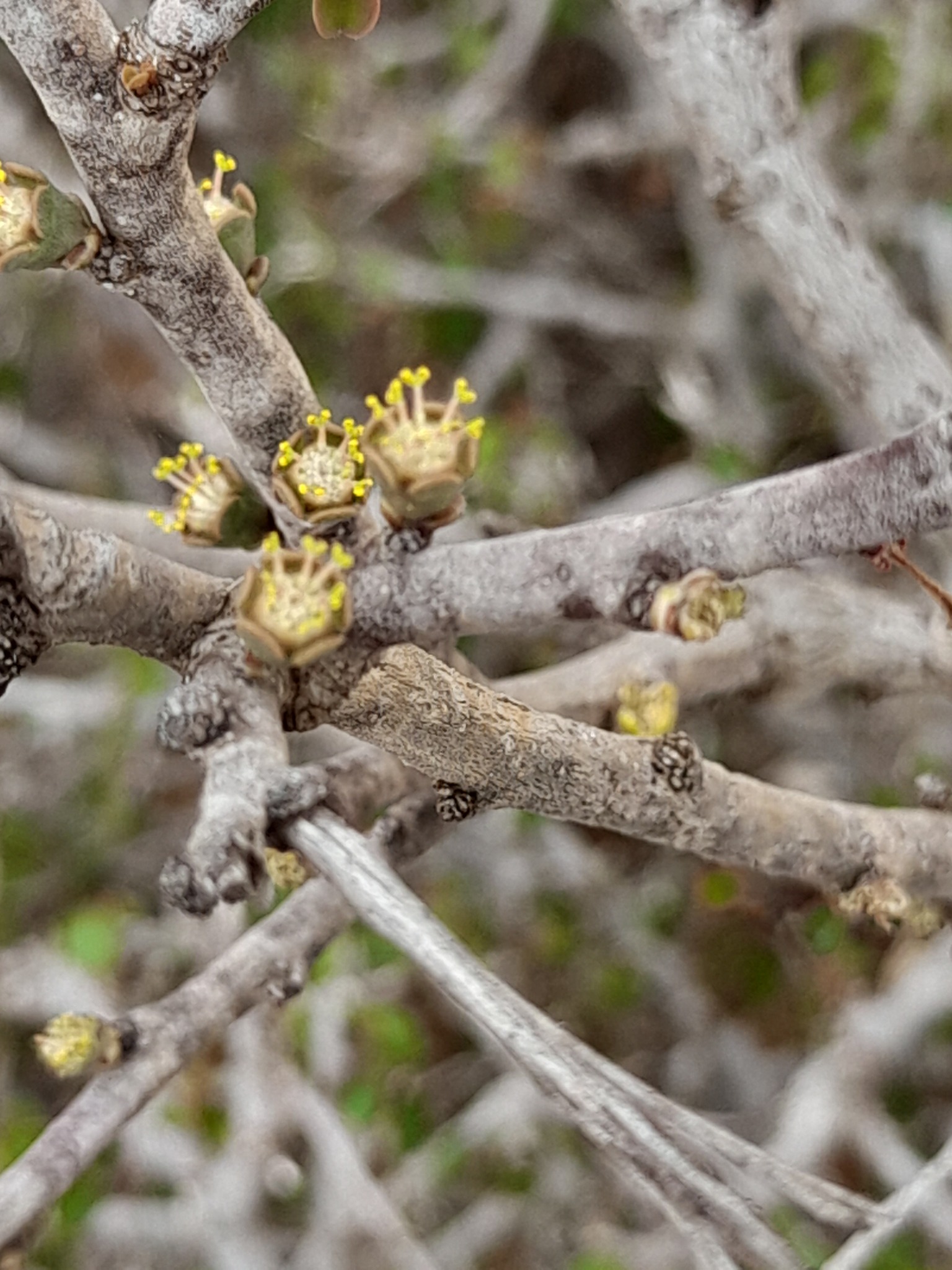 Euphorbia subpeltatophylla