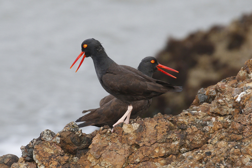 Black Oystercatcher, photo 2 of 10