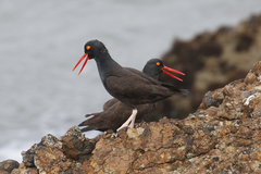 Black Oystercatcher photo 6