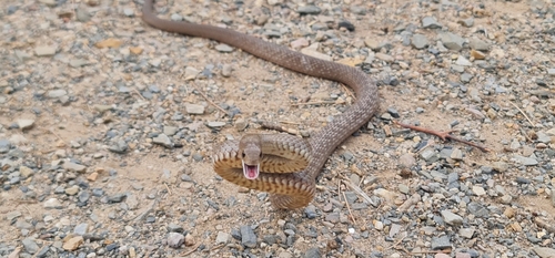 Eastern brown snake, Pseudonaja textilis