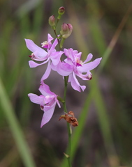 Calopogon pallidus