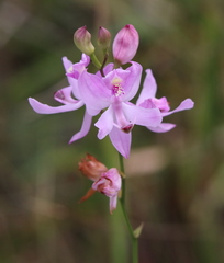 Calopogon pallidus