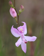 Calopogon pallidus