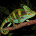 Veiled Chameleon - Photo (c) Yinan Li, some rights reserved (CC BY-NC), uploaded by Yinan Li