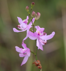 Calopogon pallidus