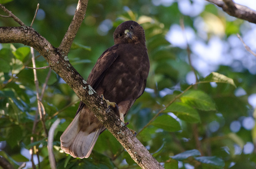 Hawaiian Hawk
