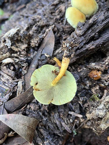 Puokštinė kelmabudė nuotrauka