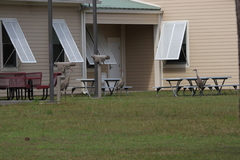 Antigone canadensis pulla