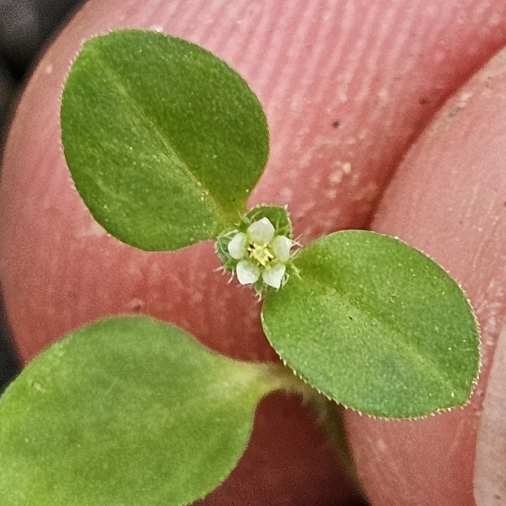 Edrastima trinervia (Edrastima trinervia)