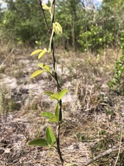 Galactia floridana