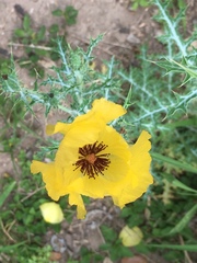 Argemone aenea