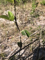 Galactia floridana