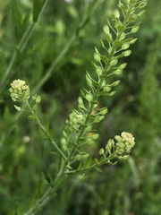 Lepidium austrinum