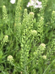 Lepidium austrinum