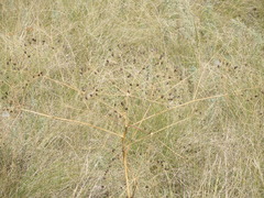 Eriosynaphe (Eriosynaphe)