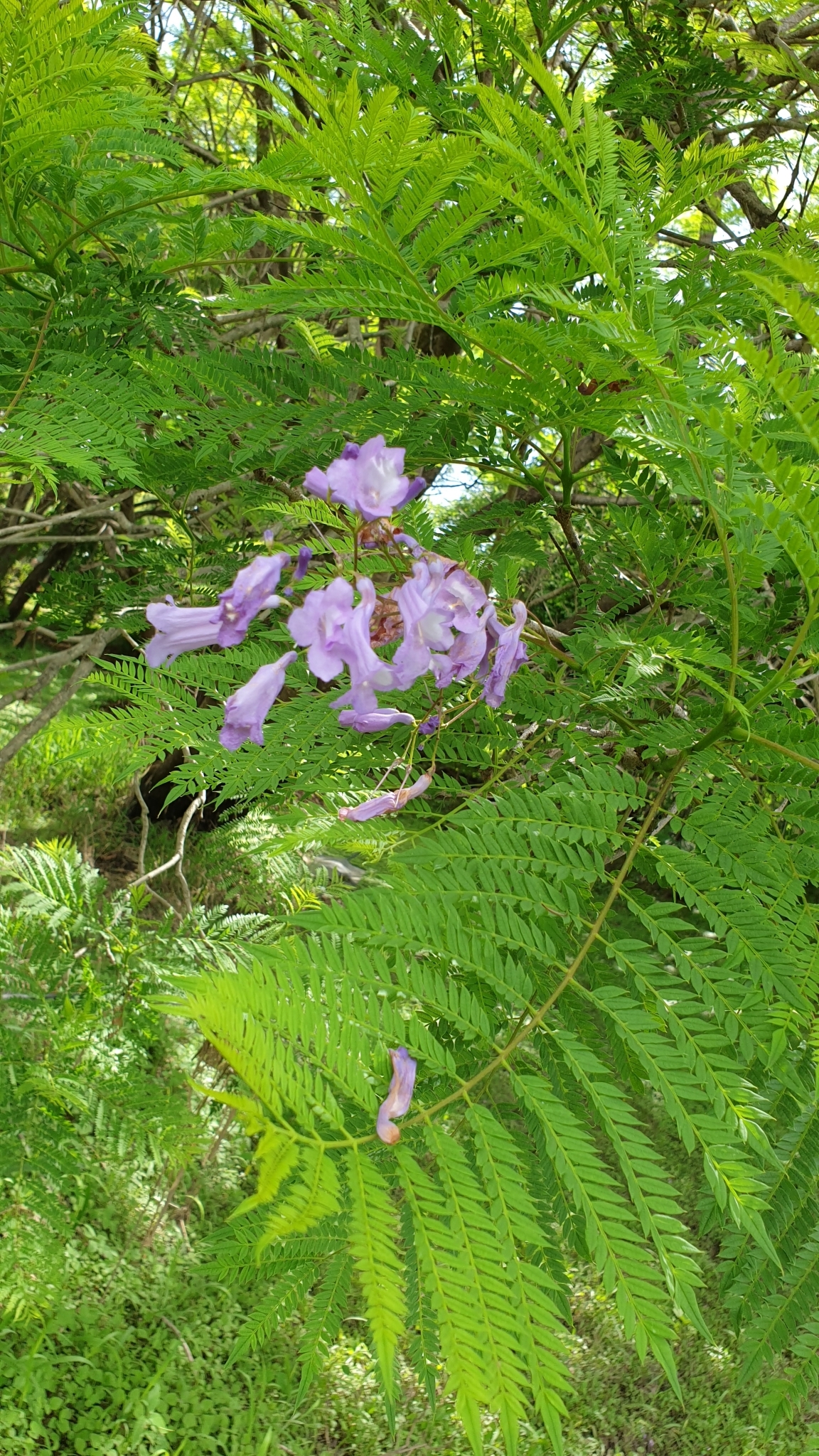 Imagem de Jacarandá