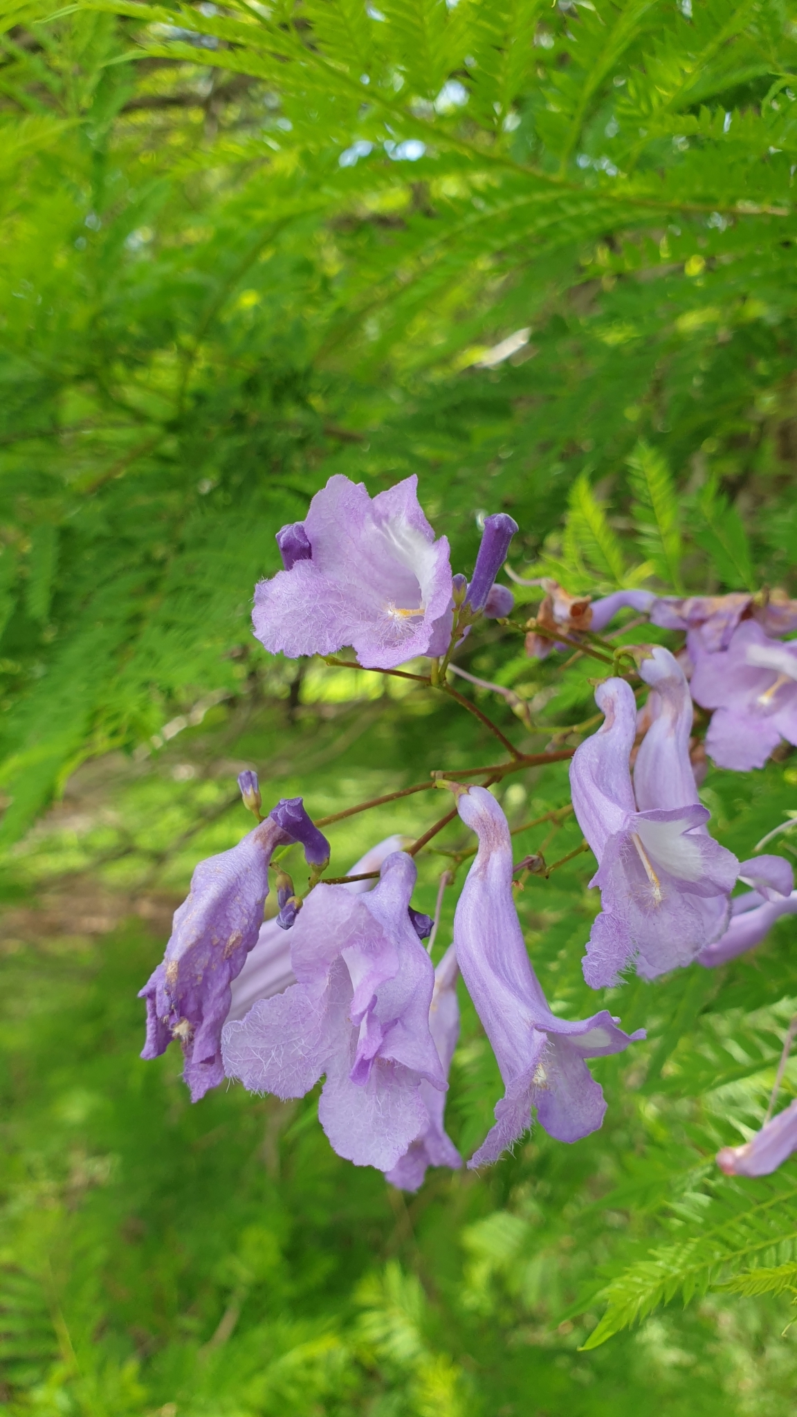 Imagem de Jacarandá