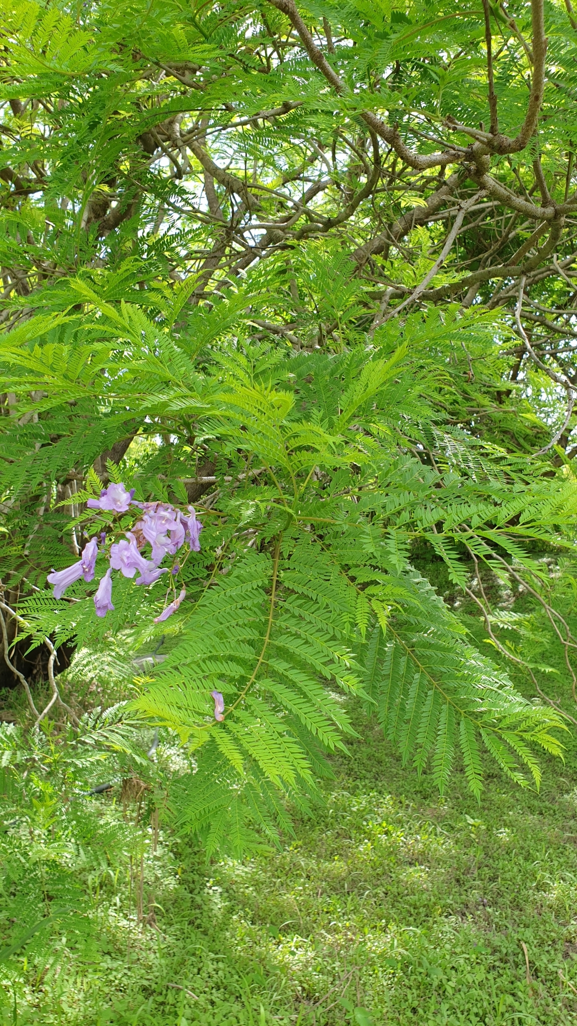 Imagem de Jacarandá