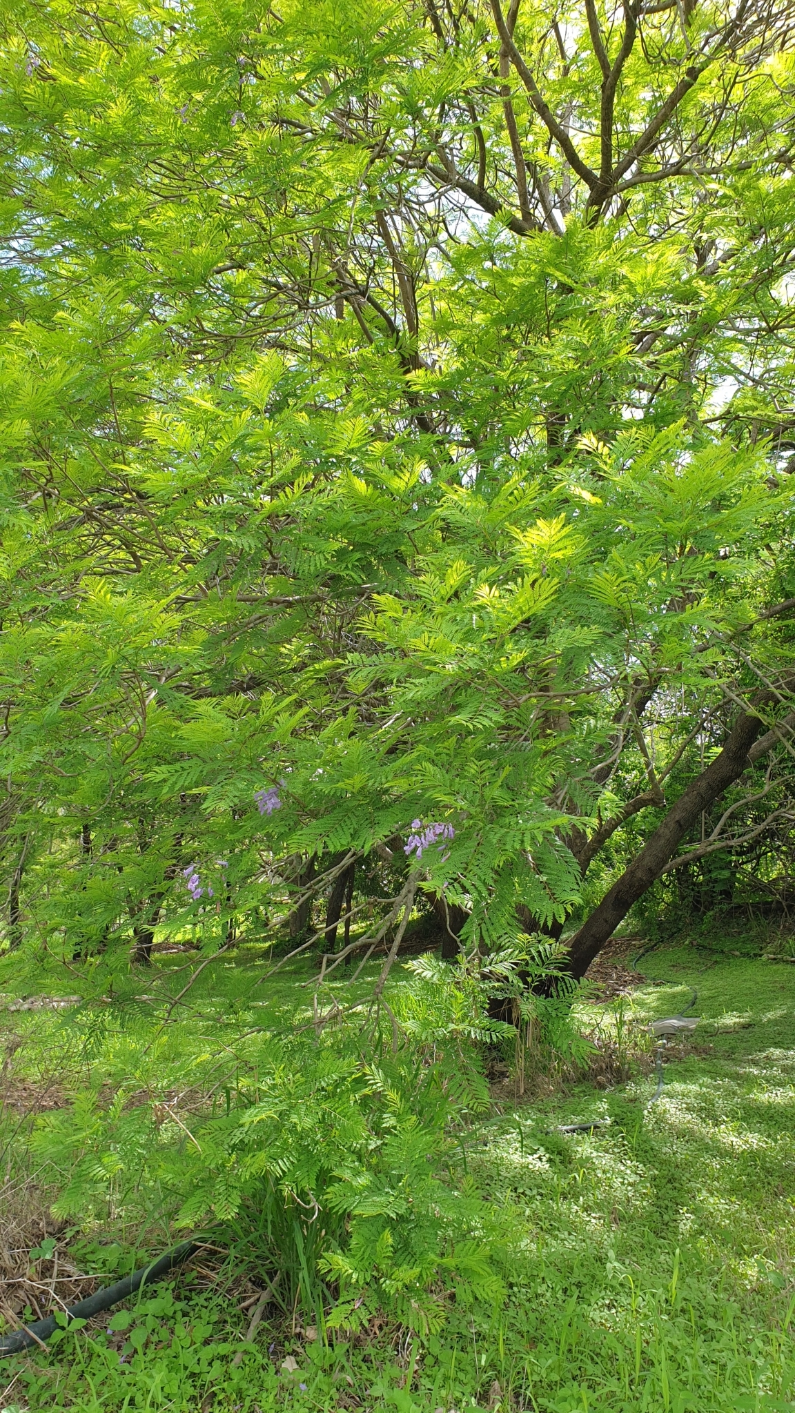 Imagem de Jacarandá