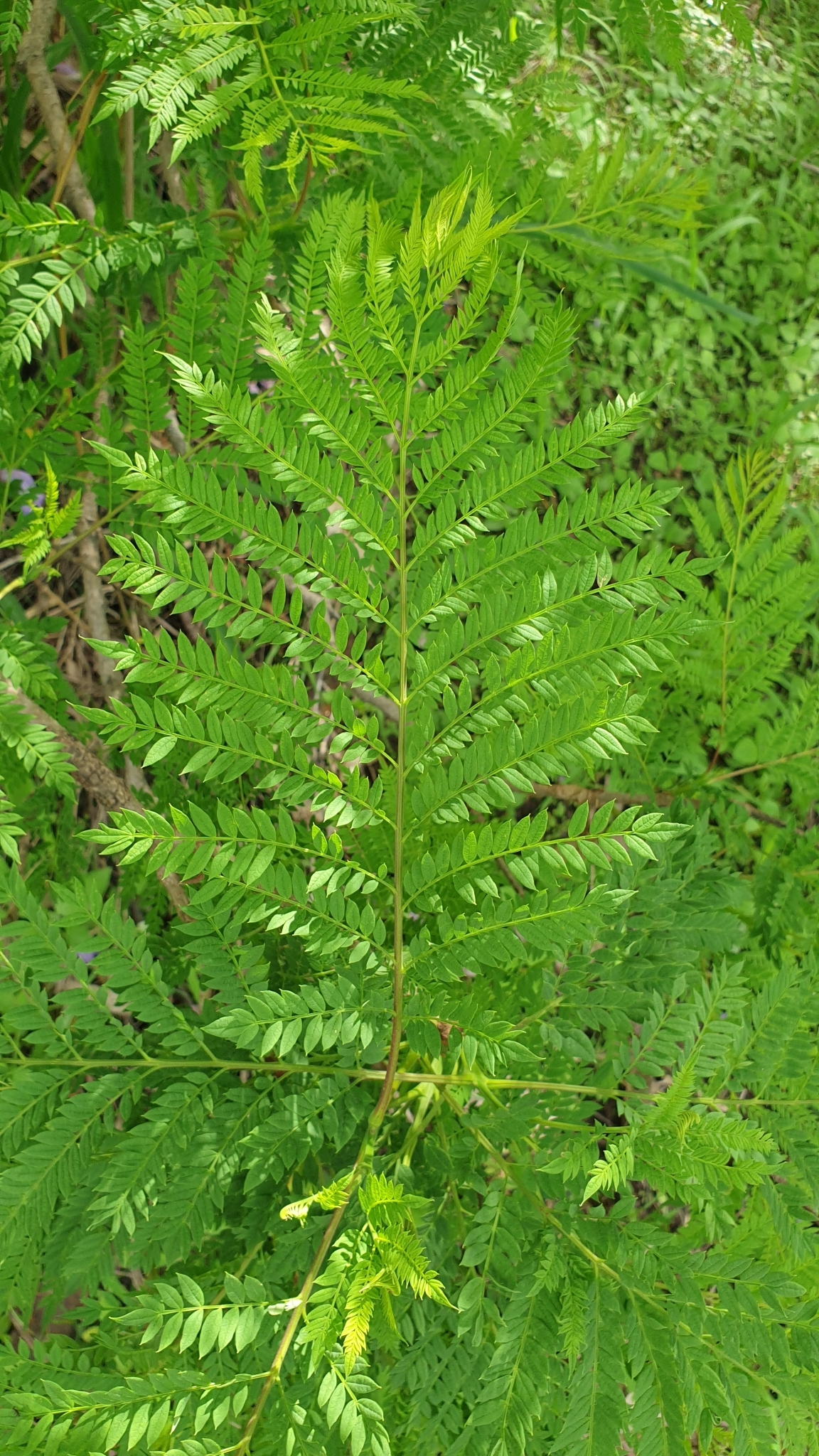 Imagem de Jacarandá