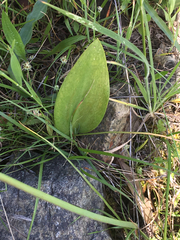 Fritillaria affinis