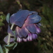 Cerinthe major purpurascens - Photo (c) jltasset, some rights reserved (CC BY-NC), uploaded by jltasset