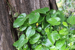 Aristolochia sempervirens