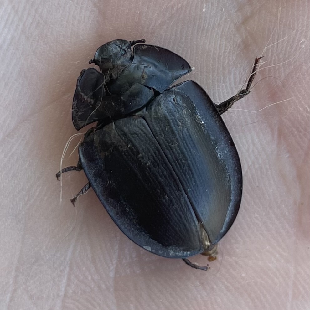 blue piedish beetles from Yarra, NSW, AU on January 18, 2024 at 0506