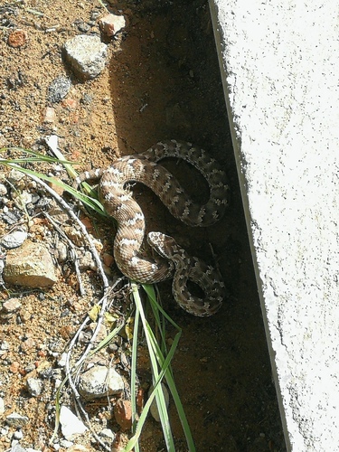 Photo of a Alashan pitviper (Gloydius cognatus)