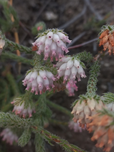 Mad Heath (Erica maderi)