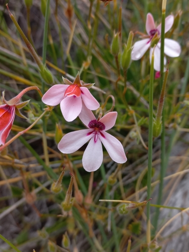 Image of Bicolour Storksbill (Pelargonium capillare) by (c) Brian du Preez, some rights reserved (CC BY-SA)