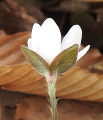 Hepatica acutiloba