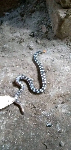 Island Pipe Snake