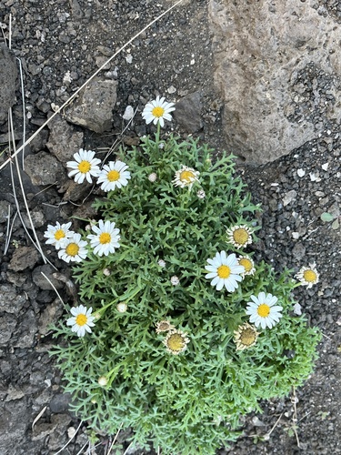 Foto de Margarida