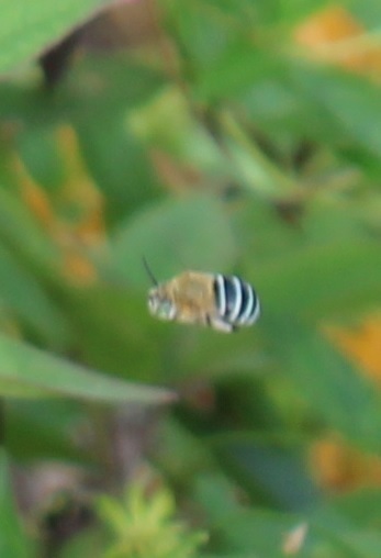 Blue-banded and Allied Digger Bees from Smiths Lake NSW 2428, Australia ...