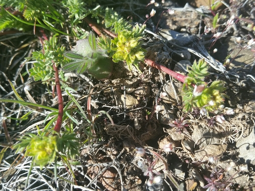 Image of Ivesia webberi by (c) Jim Morefield, some rights reserved (CC BY)