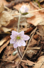 Hepatica acutiloba
