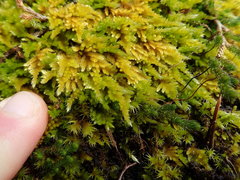 Homalothecium aureum