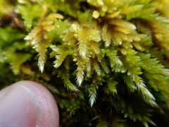 Homalothecium aureum