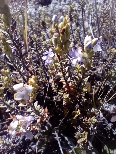 Veronica pimeleoides, photograph 1