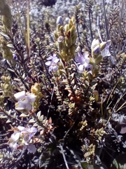 Veronica pimeleoides, photograph John Barkla, CC BY, iNaturalist via GBIF