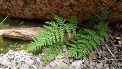 Myriopteris covillei