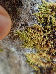 Claopodium bolanderi