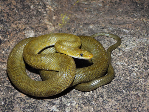 Green Rat Snake