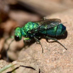 Chrysura