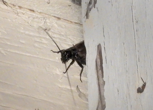 Western Trilling Cricket photo 2